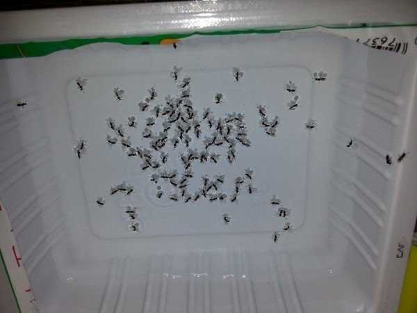 Маленькие рыжие муравьи в доме как появились и как избавиться от них?