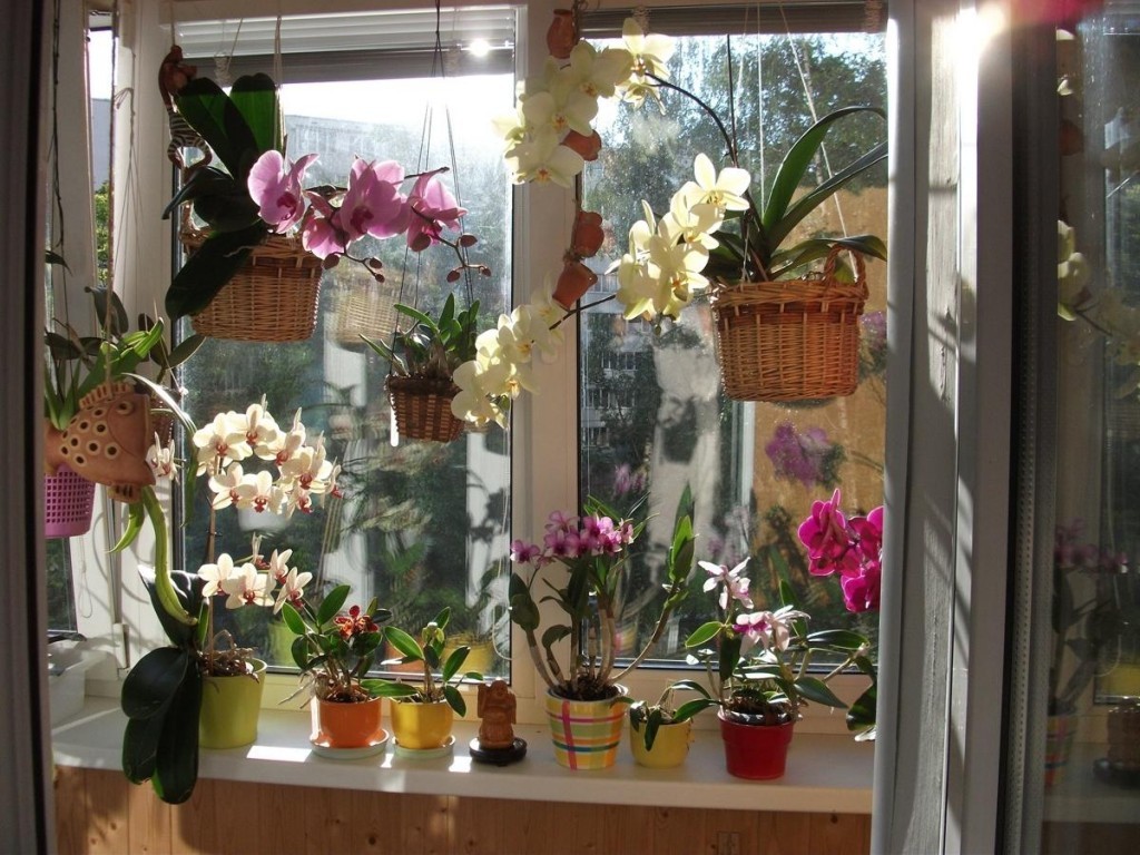 Цветущие растения на балконе с пластиковым окном