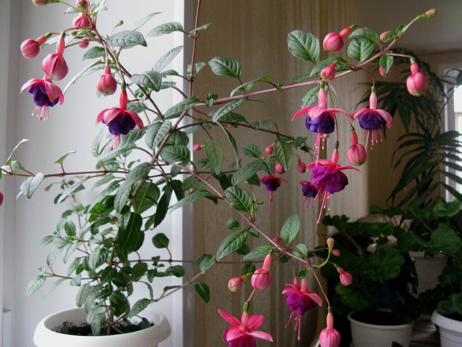 Розово-фиолетовые цветки фуксии в условиях квартиры
