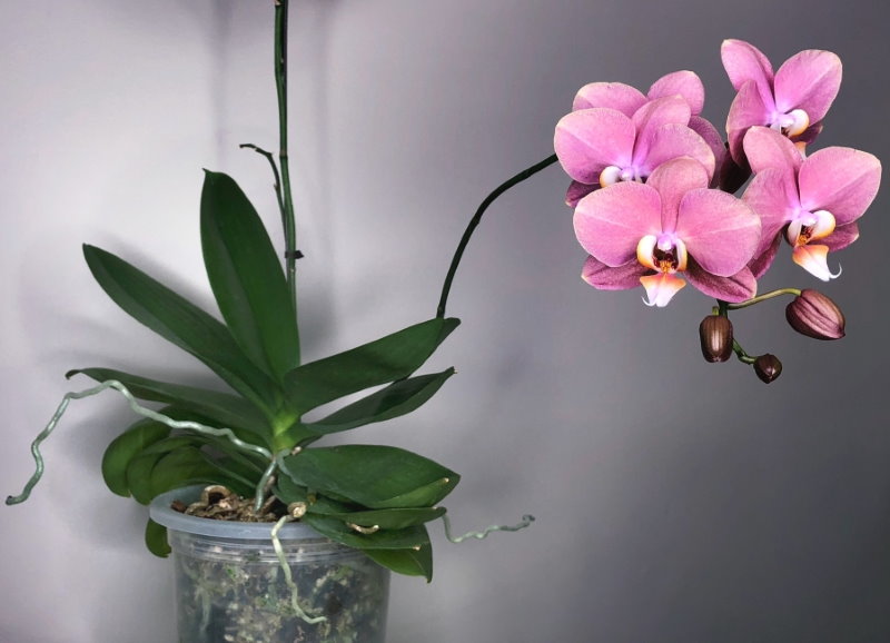 Розовые цветки орхидеи фаленопсис в пластиковом стаканчике