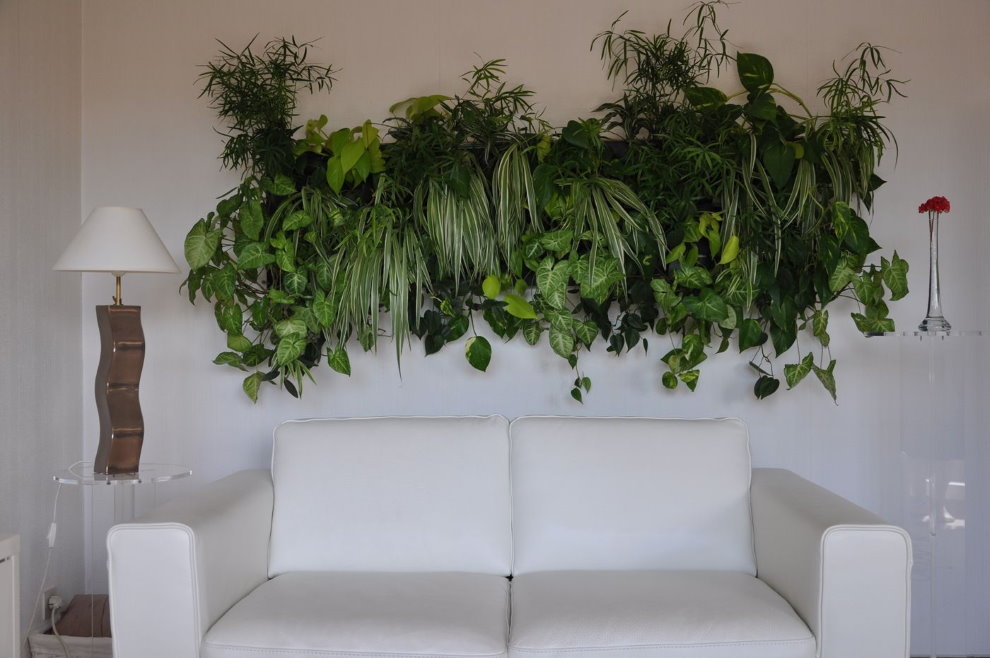 Живые растения в гостиной над диваном