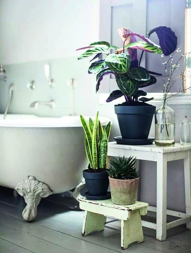 Растения в интерьере ванной комнаты