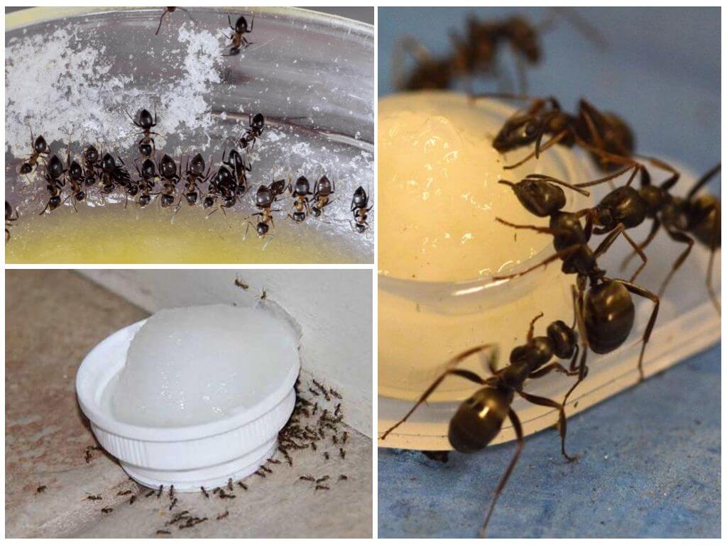 Как вывести муравей из дома