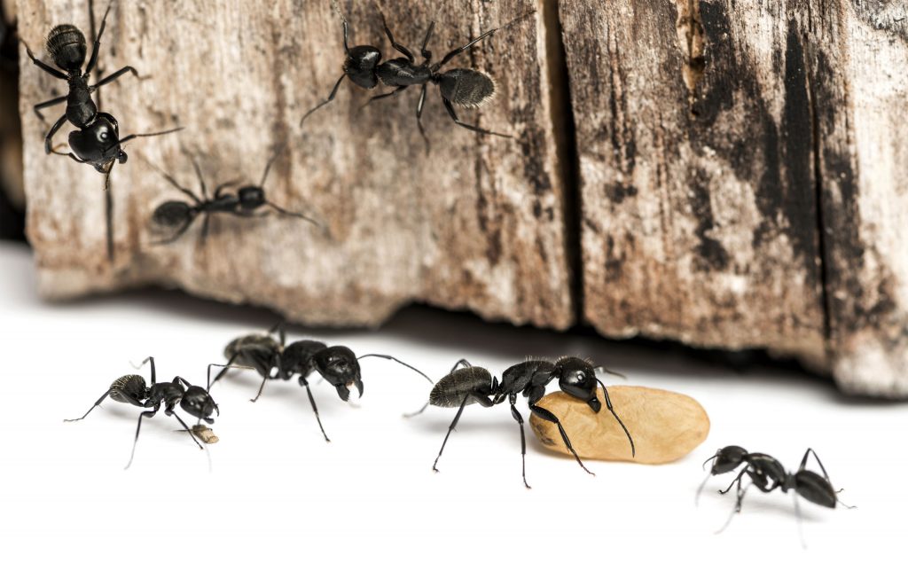 Черные муравьи