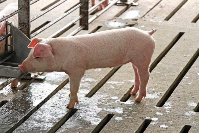 как сделать сарай для свиней