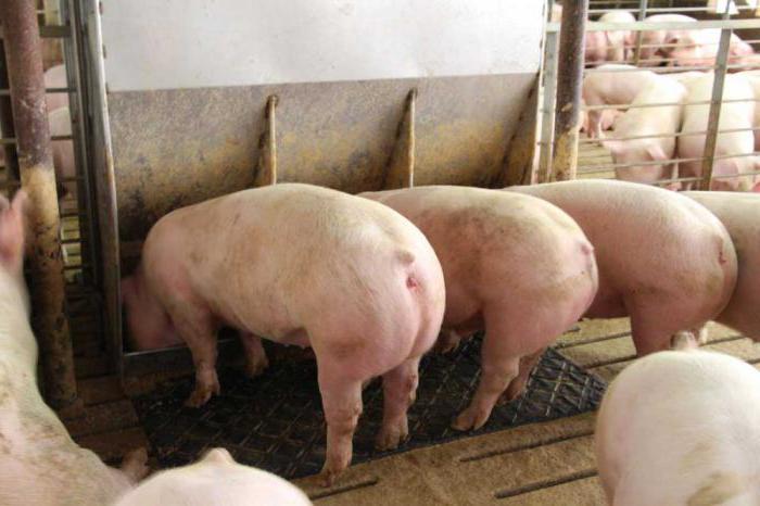Домашний сарай для свиней