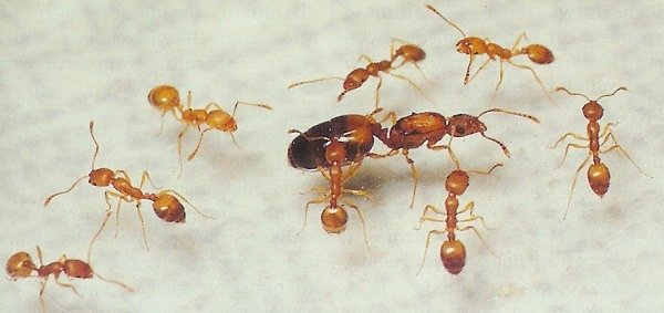 Обыкновенные рыжие муравьи