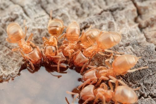 Желтые муравьи пьют воду