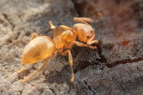 Желтый муравей