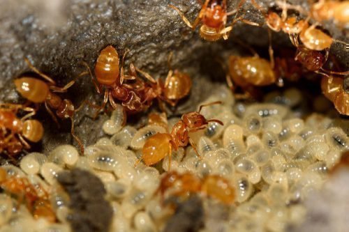 Желтый муравей и личинки