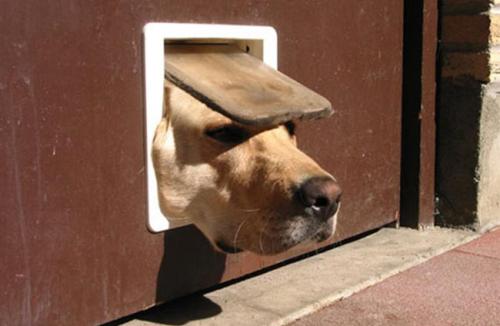 Как сделать дверцу для собаки в двери. Сделай сам 01