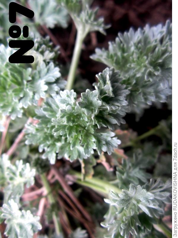 №7