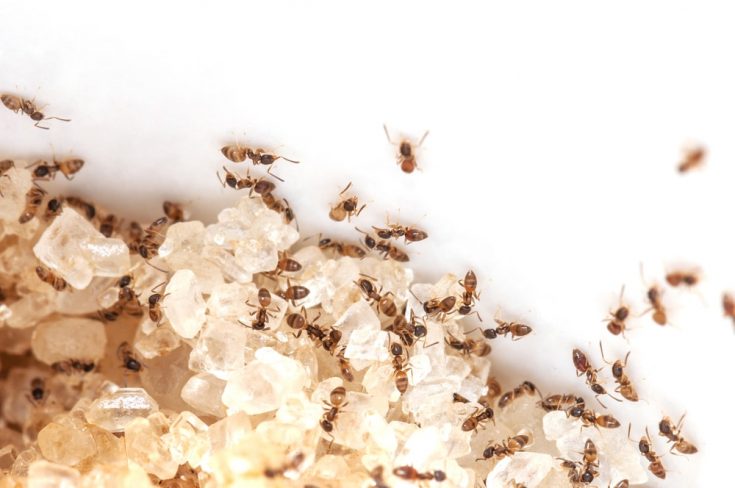 Сложность борьбы с колонией муравьев