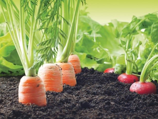 Почва для овощных культур