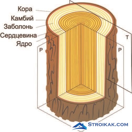 Состав бревна в разрезе