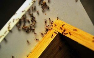 Удаление рыжих муравьев из квартиры