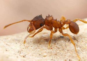 Как избавить квартиру от муравьев