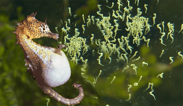 Фото: Морской конёк из Красной книги