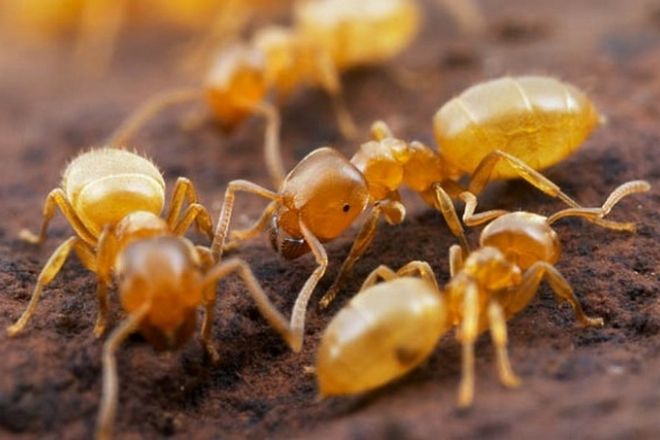 желтые муравьи в квартире