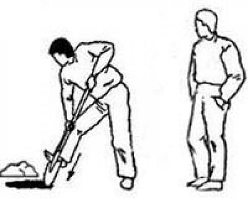 Как правильно копать лопатой землю. Как правильно копать в огороде: советы бывалых